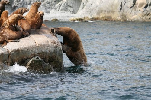 sea lions rookery harem