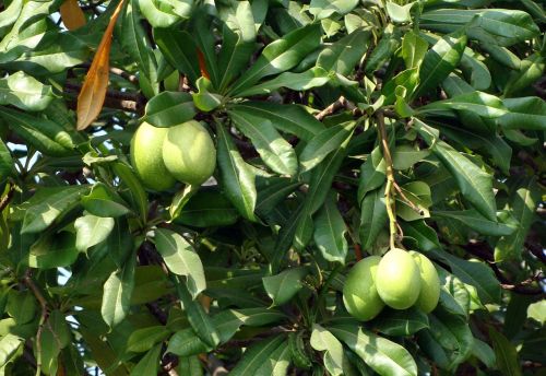 sea mango madagascar ordeal bean odollam tree