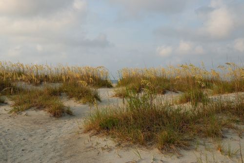 sea oats sand dune beach