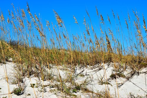 sea oats  ocean  sand dunes