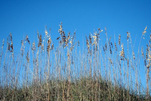 sea oats dunes shore