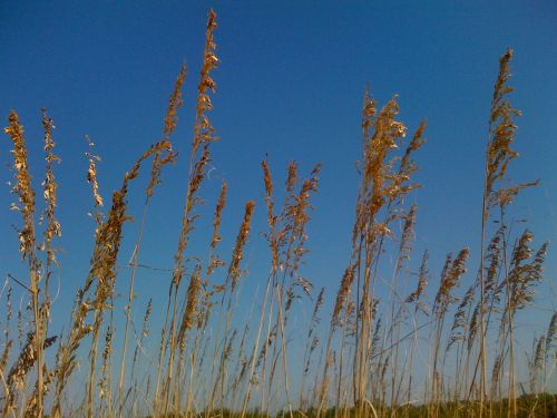 sea oats weeds inflorescence