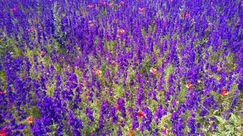 sea of flowers flower meadow violet