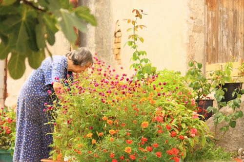 sea of flowers old lady garden plants