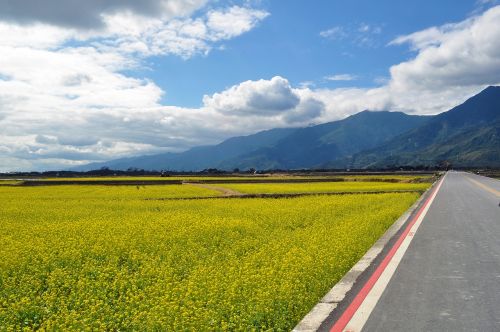 sea of flowers countryside the scenery