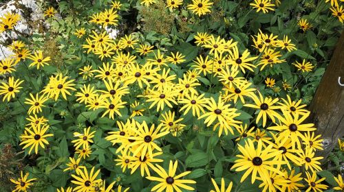 sea of flowers beautiful flower flowers corner