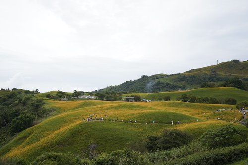 sea of flowers  landscape view  hualien