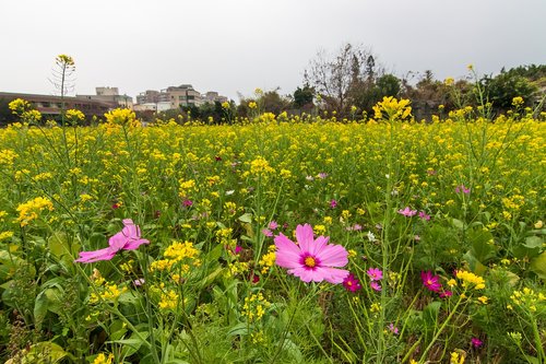 sea of flowers  cosmos  rape