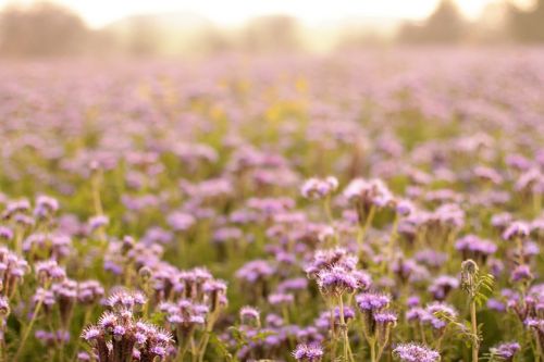 sea of flowers purple flowers