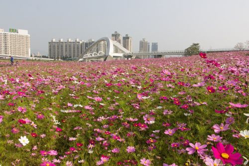 sea of flowers taiwan sunshine sports park