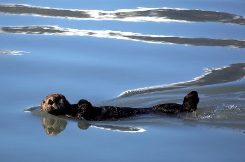 sea otter swimming floating