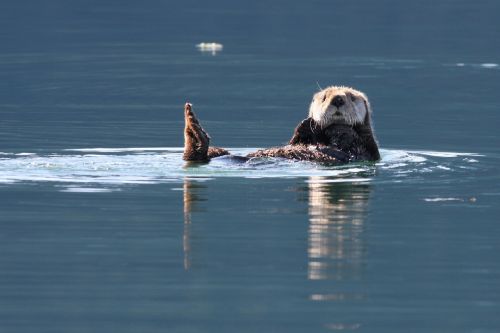 sea otter swimming floating