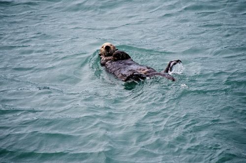 sea otter swimming floating