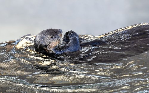 sea ​​otter  animal  aquatic
