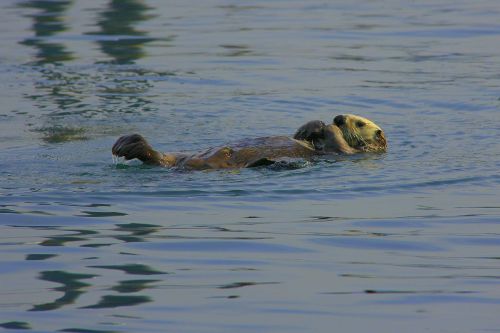 sea otter tranquil otter