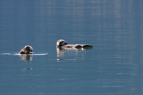 sea otters swimming floating