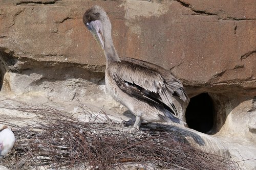sea pelican  pelikan  waterfowl