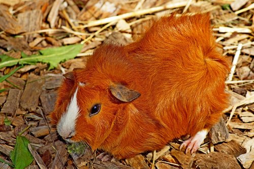 sea ​​pig  animal  guinea pig