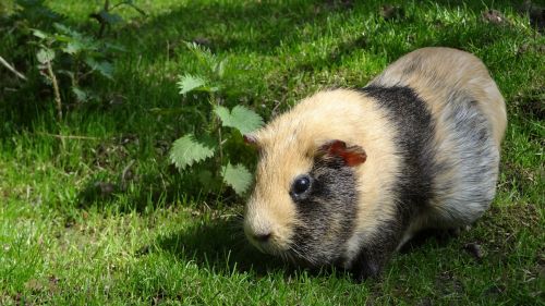 sea ​​pig guinea pig sea ​​pig house