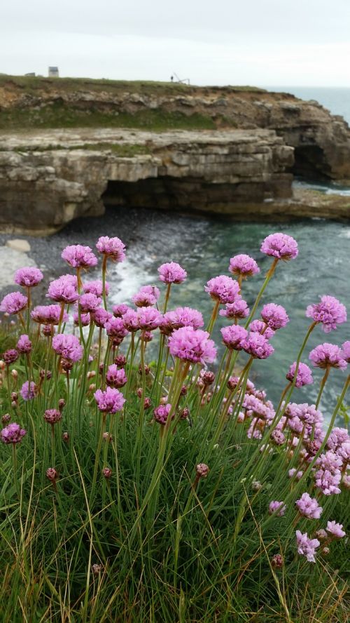 sea pinks clifftop sea