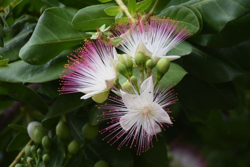 sea putat flower barringtonia asiatica