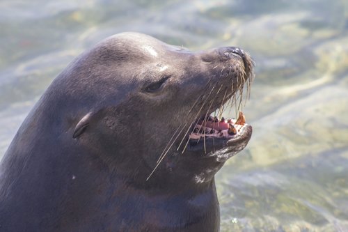 sea seal  water  nature