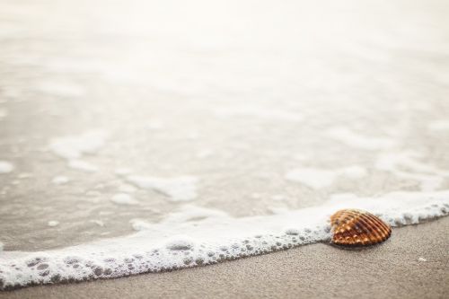 sea shell beach sand