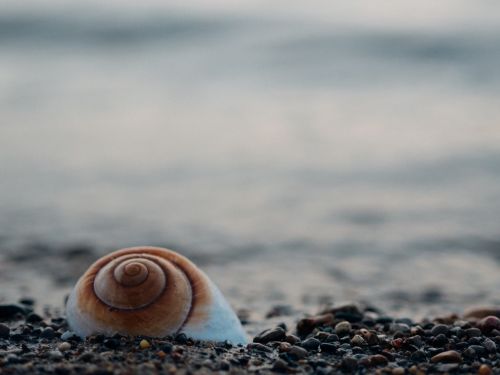 sea shell seashell sea