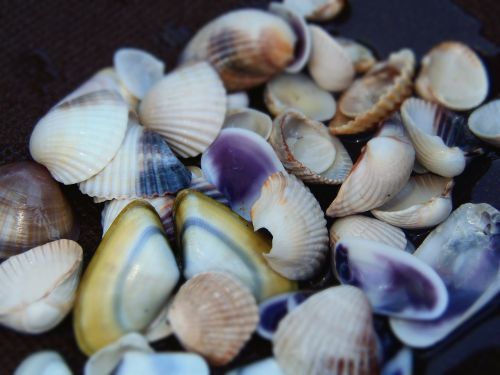 sea shells color beach