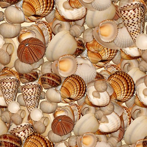 Sea Shells