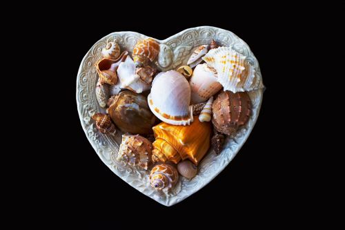 sea shells molluscs sea
