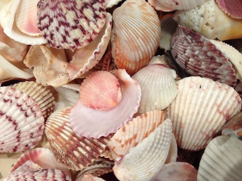 sea shells shells beach