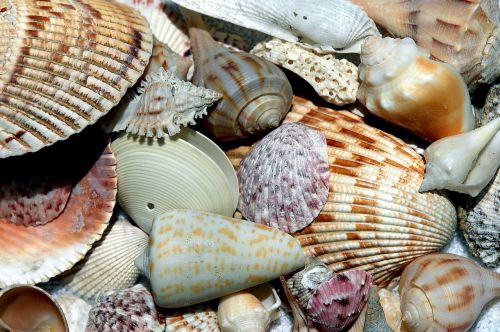 sea shells shell beach shell