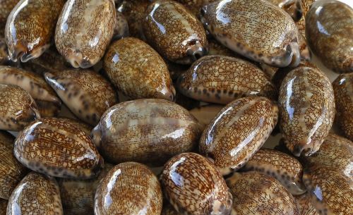 sea shells cowry cypraeidae