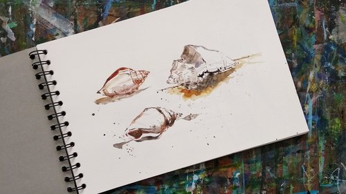 sea shells  watercolor  sketchbook