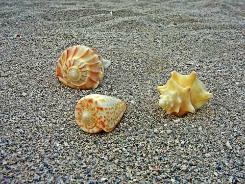 sea shells sea shells
