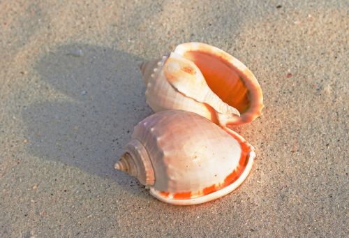 sea snail shells sand