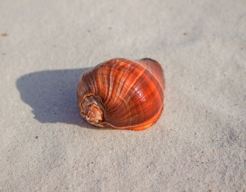 sea snail pugilis strombus animal