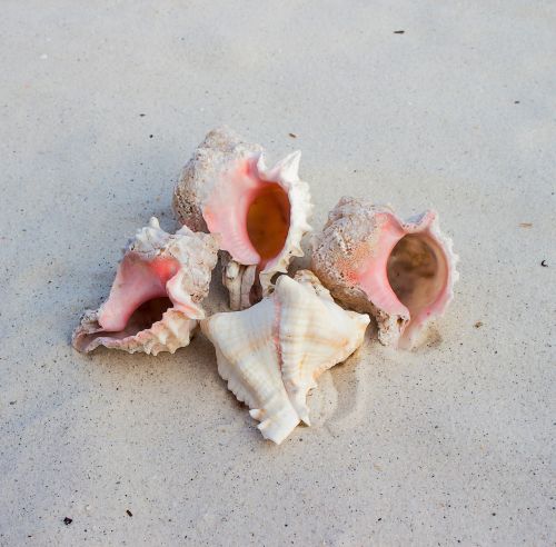 sea snail shells hexaplex