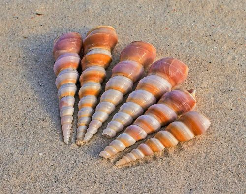 turret shells sea snail beach sand