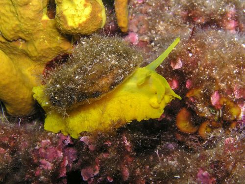 sea snail reptile mollusk