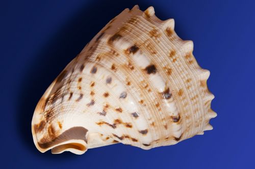 sea snail snail sea