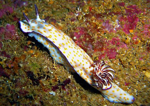 sea snail slug underwater