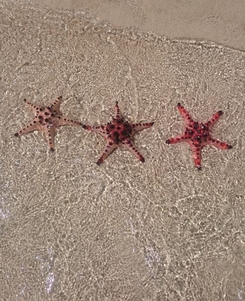 sea star star beach
