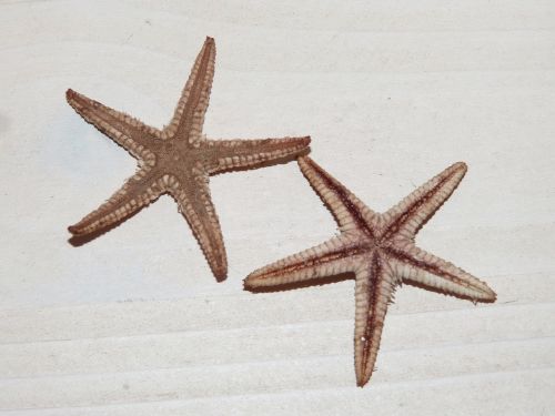 sea star star starfish