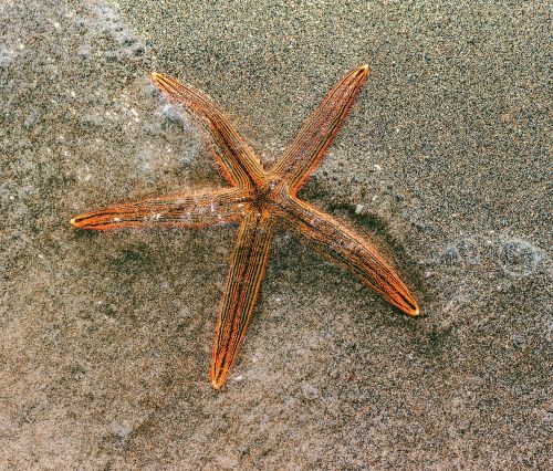 sea star sand beach