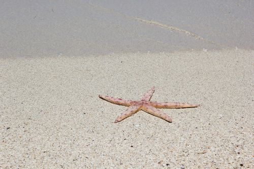 sea star lagoon beach