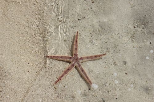 sea star lagoon beach