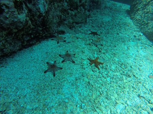 sea star sea ​​bottom diving