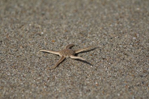 sea star sand nature